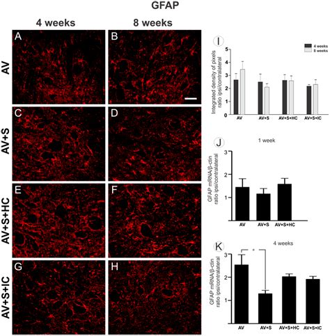 ofgfap|Glial Fibrillary Acidic Protein (GFAP): on the 45th ...